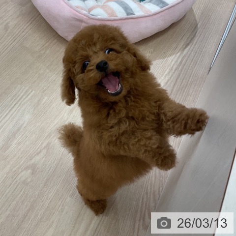 トイ・プードルの写真