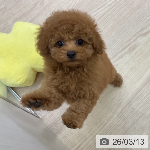 トイ・プードルの写真