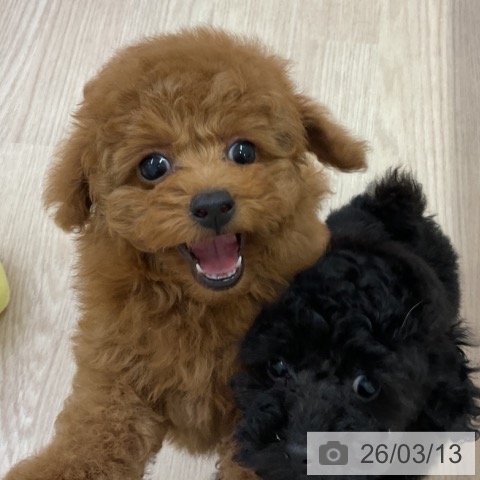 トイ・プードルの写真