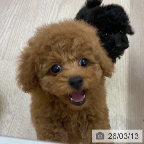 トイ・プードルの写真