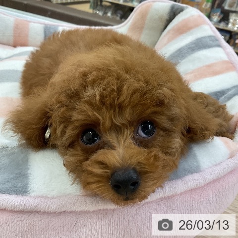 トイ・プードルの写真