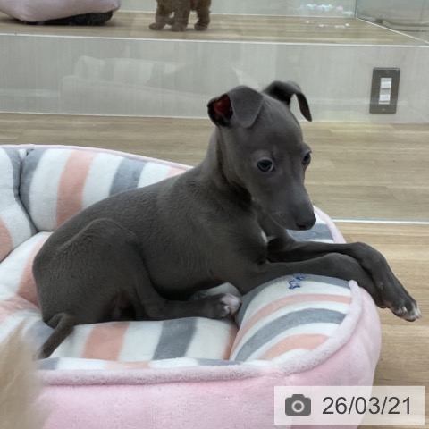 愛知県のイタリアングレーハウンド (ペットプラス みなと店/2026年1月10日生まれ/男の子/ブルーホワイトマーキングス)の子犬の4枚目の画像