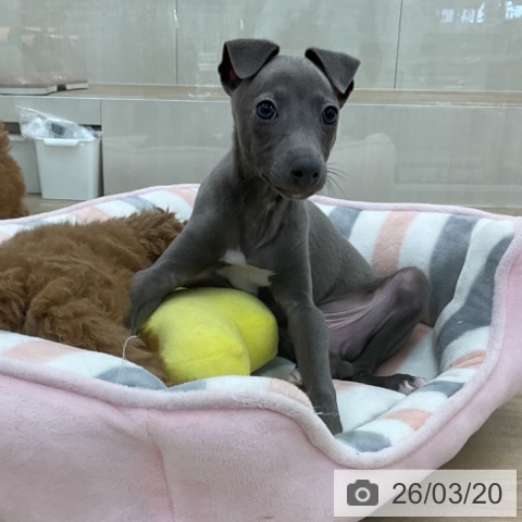 愛知県のイタリアングレーハウンド (ペットプラス みなと店/2026年1月10日生まれ/男の子/ブルーホワイトマーキングス)の子犬の3枚目の画像