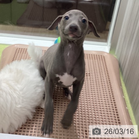 石川県のイタリアングレーハウンド (ペットプラス 白山店/2026年1月10日生まれ/女の子/ブルーホワイトマーキングス)の子犬の4枚目の画像