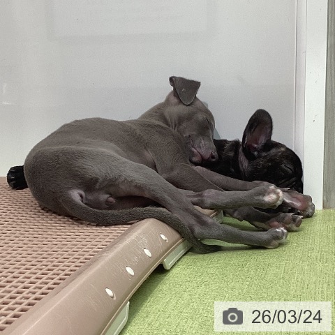 石川県のイタリアングレーハウンド (ペットプラス 白山店/2026年1月10日生まれ/女の子/ブルーホワイトマーキングス)の子犬の3枚目の画像