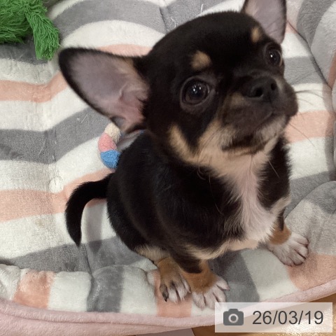 愛知県のチワワ(ロング) (ペットプラス 名古屋茶屋店/2026年1月12日生まれ/男の子/ブラックタンホワイト)の子犬の4枚目の画像