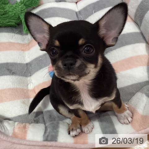 愛知県のチワワ(ロング) (ペットプラス 名古屋茶屋店/2026年1月12日生まれ/男の子/ブラックタンホワイト)の子犬の3枚目の画像