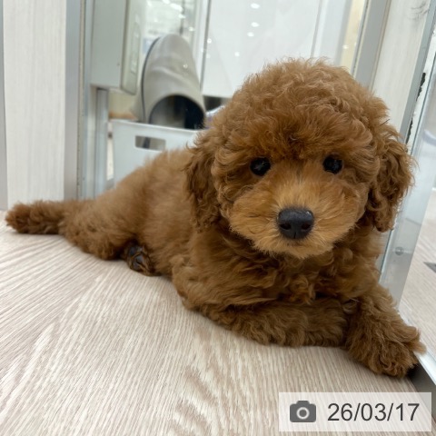 愛知県のトイプードル(トイ) (ペットプラス イオンモール豊川店/2026年1月11日生まれ/男の子/レッド)の子犬の4枚目の画像