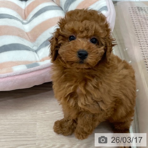 愛知県のトイプードル(トイ) (ペットプラス イオンモール豊川店/2026年1月11日生まれ/男の子/レッド)の子犬の3枚目の画像