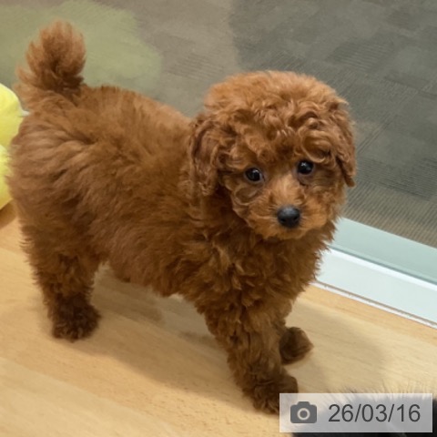 トイ・プードルの写真