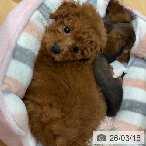 トイ・プードルの写真