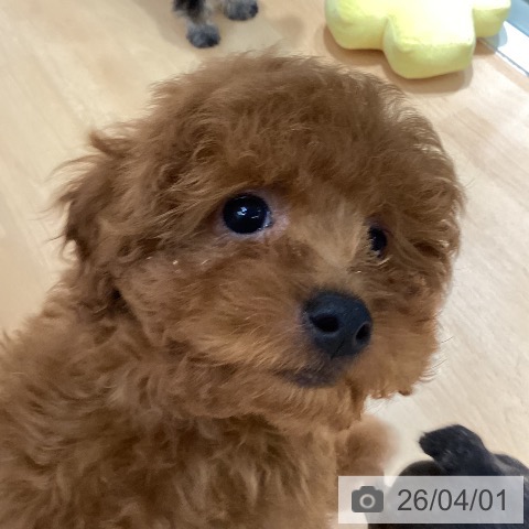 石川県のトイプードル(トイ) (ペットプラス 新小松店/2026年1月11日生まれ/男の子/レッド)の子犬の3枚目の画像