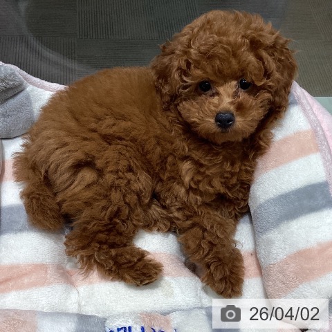 石川県のトイプードル(トイ) (ペットプラス 新小松店/2026年1月11日生まれ/男の子/レッド)の子犬の4枚目の画像