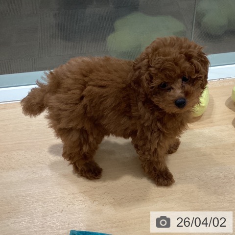 石川県のトイプードル(トイ) (ペットプラス 新小松店/2026年1月11日生まれ/男の子/レッド)の子犬の3枚目の画像