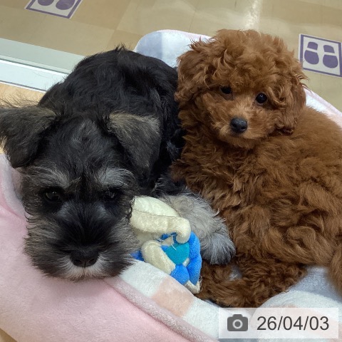 石川県のトイプードル(トイ) (ペットプラス 新小松店/2026年1月11日生まれ/男の子/レッド)の子犬の3枚目の画像