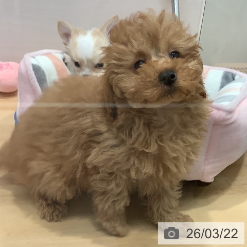 愛知県のトイプードル(トイ) (ペットプラス 名古屋茶屋店/2026年1月11日生まれ/女の子/アプリコット)の子犬の4枚目の画像