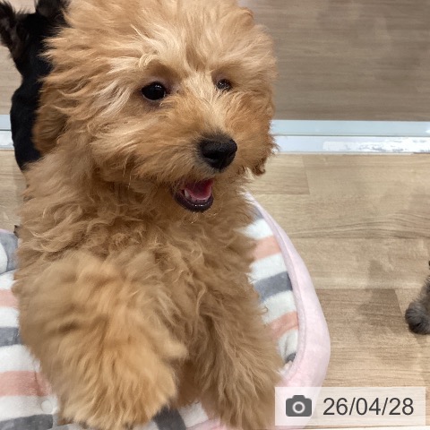 愛知県のトイプードル(トイ) (ペットプラス 東浦店/2026年1月11日生まれ/女の子/アプリコット)の子犬の4枚目の画像