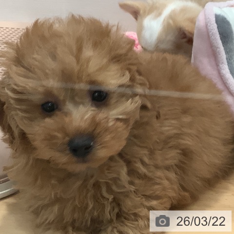 愛知県のトイプードル(トイ) (ペットプラス 名古屋茶屋店/2026年1月11日生まれ/女の子/アプリコット)の子犬の3枚目の画像