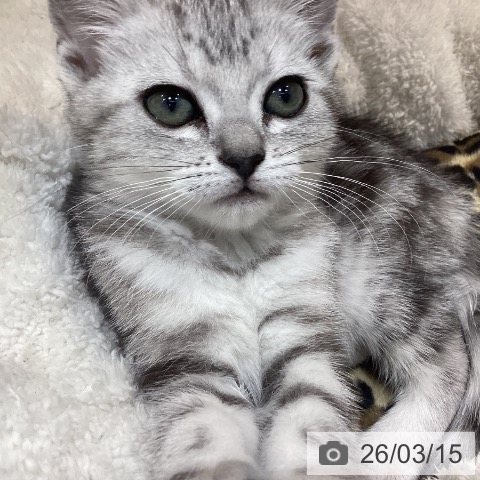 岐阜県のアメリカンショートヘアー (ペットプラス 各務原店/2026年1月9日生まれ/女の子/シルバータビー)の子猫の4枚目の画像