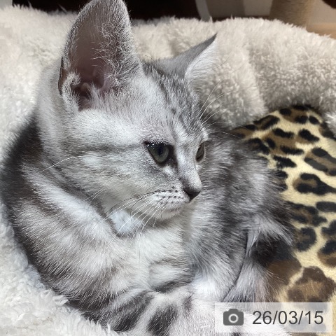 岐阜県のアメリカンショートヘアー (ペットプラス 各務原店/2026年1月9日生まれ/女の子/シルバータビー)の子猫の3枚目の画像