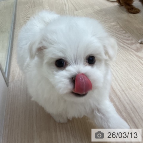 マルチーズの写真