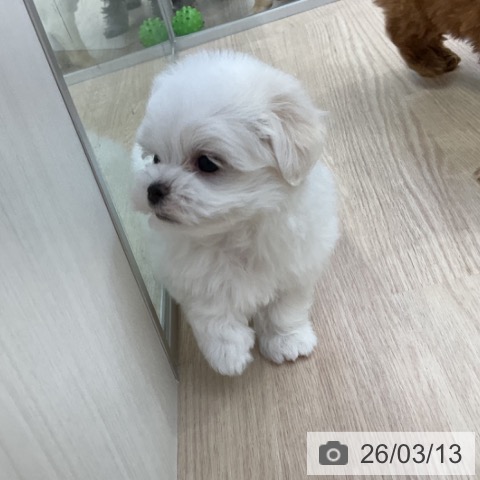 マルチーズの写真