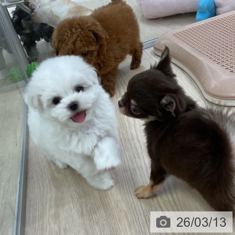 マルチーズの写真