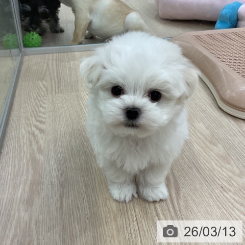 マルチーズの写真