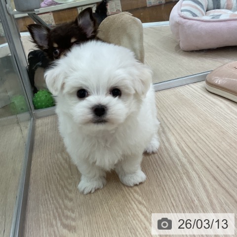 マルチーズの写真