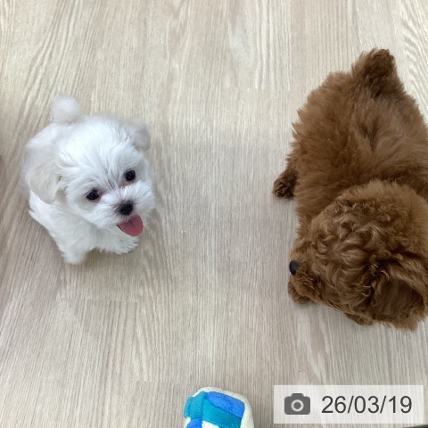 愛知県のマルチーズ (ペットプラス ナゴヤドーム前店/2026年1月12日生まれ/女の子/ホワイト)の子犬の4枚目の画像