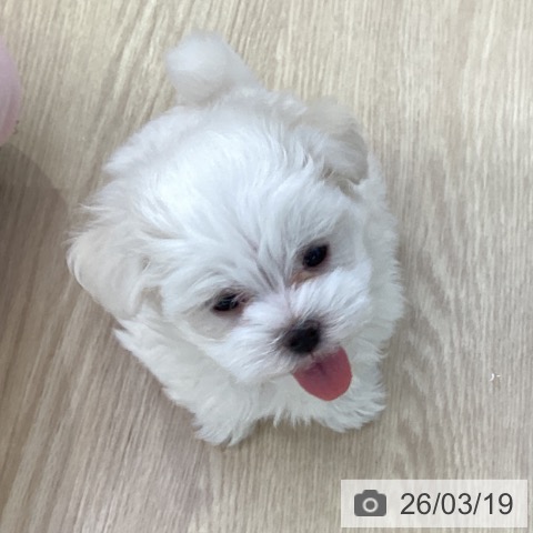 愛知県のマルチーズ (ペットプラス ナゴヤドーム前店/2026年1月12日生まれ/女の子/ホワイト)の子犬の3枚目の画像