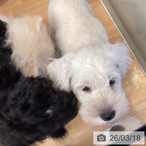 三重県のミニチュアシュナウザー (ペットプラス 東員店/2026年1月10日生まれ/男の子/ホワイト)の子犬の4枚目の画像