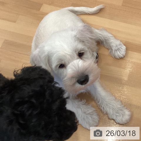 三重県のミニチュアシュナウザー (ペットプラス 東員店/2026年1月10日生まれ/男の子/ホワイト)の子犬の3枚目の画像