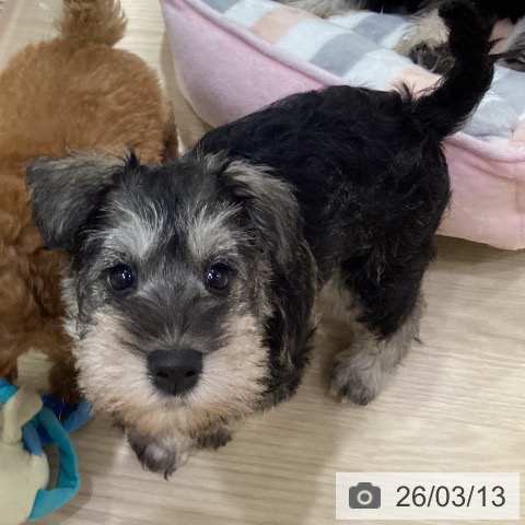 愛知県のミニチュアシュナウザー (ペットプラス イオンモール長久手店/2026年1月10日生まれ/女の子/ソルトペッパー)の子犬の3枚目の画像