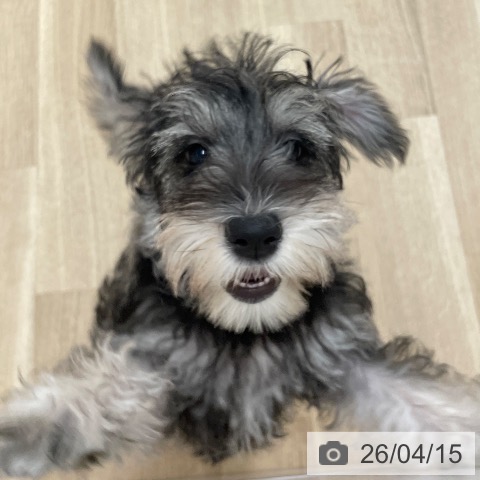 愛知県のミニチュアシュナウザー (ペットプラス 上飯田店/2026年1月10日生まれ/女の子/ソルトペッパー)の子犬の4枚目の画像