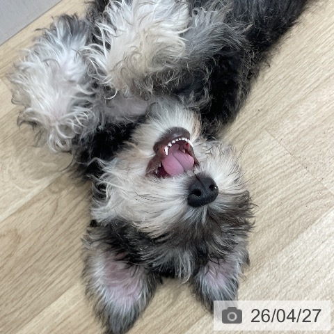 愛知県のミニチュアシュナウザー (ペットプラス 上飯田店/2026年1月10日生まれ/女の子/ソルトペッパー)の子犬の4枚目の画像