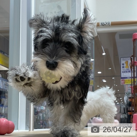 愛知県のミニチュアシュナウザー (ペットプラス 上飯田店/2026年1月10日生まれ/女の子/ソルトペッパー)の子犬の3枚目の画像