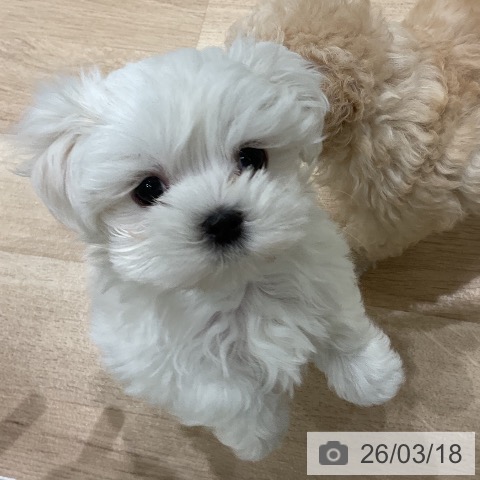 三重県のマルチーズ (ペットプラス 鈴鹿店/2026年1月11日生まれ/女の子/ホワイト)の子犬の4枚目の画像