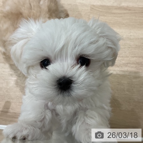 三重県のマルチーズ (ペットプラス 鈴鹿店/2026年1月11日生まれ/女の子/ホワイト)の子犬の3枚目の画像