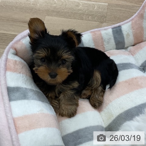 愛知県のヨークシャーテリア (ペットプラス mozoワンダーシティ店/2026年1月12日生まれ/女の子/スチールブルータン)の子犬の3枚目の画像