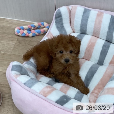 愛知県のトイプードル(トイ) (ペットプラス みなと店/2026年1月12日生まれ/男の子/レッド)の子犬の4枚目の画像