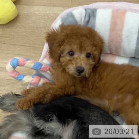 愛知県のトイプードル(トイ) (ペットプラス みなと店/2026年1月12日生まれ/男の子/レッド)の子犬の3枚目の画像
