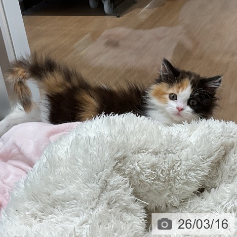 スコティッシュフォールドの写真