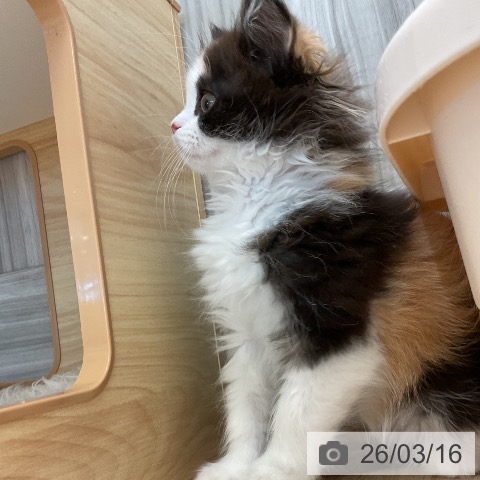 スコティッシュフォールドの写真