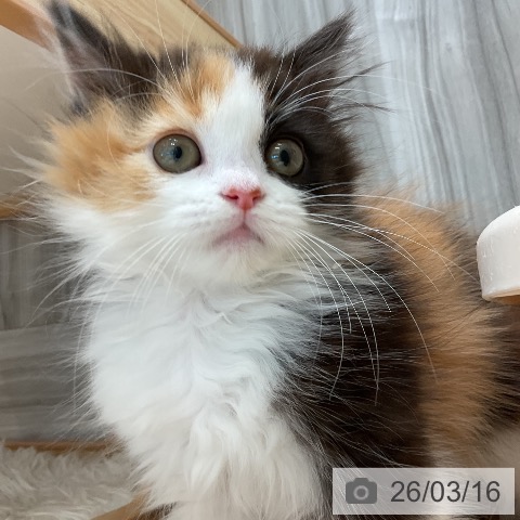 スコティッシュフォールドの写真