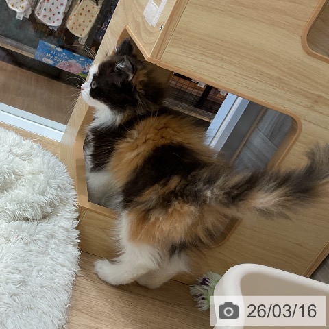 スコティッシュフォールドの写真