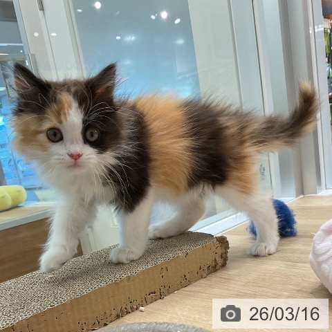 スコティッシュフォールドの写真