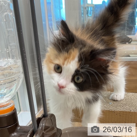 スコティッシュフォールドの写真