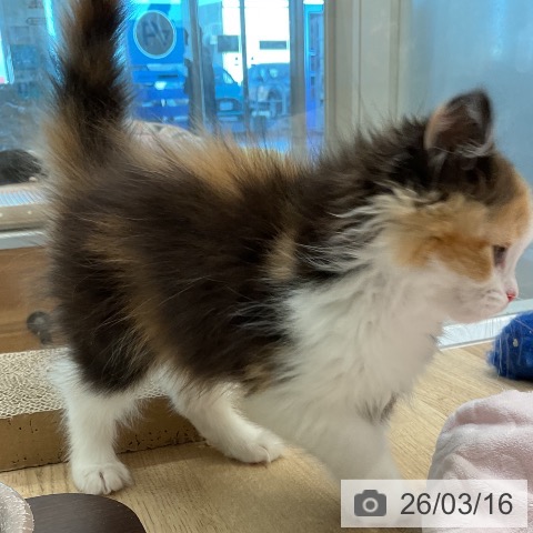 スコティッシュフォールドの写真