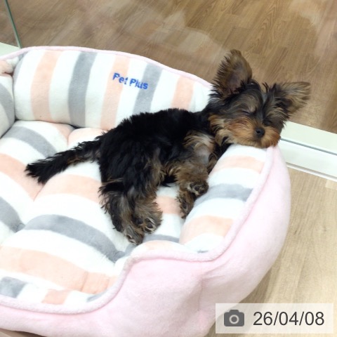 ヨークシャー・テリアの写真